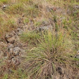 Sorghum leiocladum at The Pinnacle - 23 Dec 2023