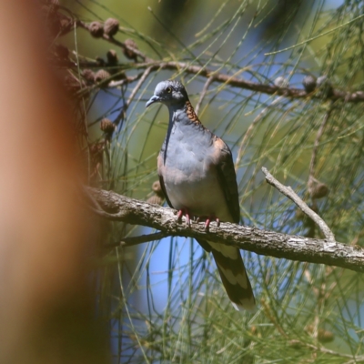 Geopelia humeralis (Bar-shouldered Dove) at Salamander Bay, NSW - 23 Dec 2023 by MichaelWenke