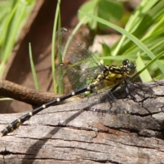 Hemigomphus gouldii at Mittagong, NSW - 22 Dec 2023 by Curiosity