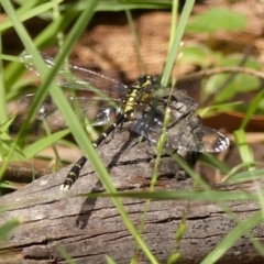 Hemigomphus gouldii at Wingecarribee Local Government Area - 22 Dec 2023 03:13 PM