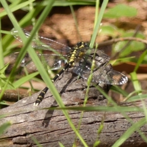 Hemigomphus gouldii at Wingecarribee Local Government Area - 22 Dec 2023 03:13 PM