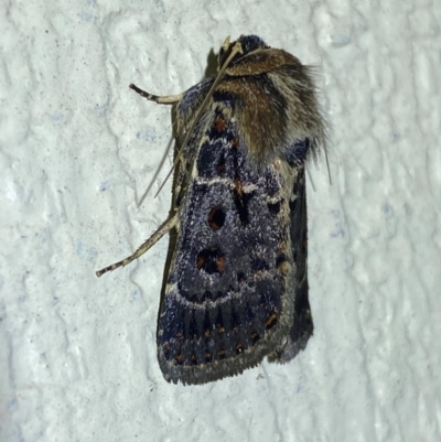 Proteuxoa sanguinipuncta (Blood-spotted Noctuid) at Jerrabomberra, NSW - 23 Dec 2023 by SteveBorkowskis