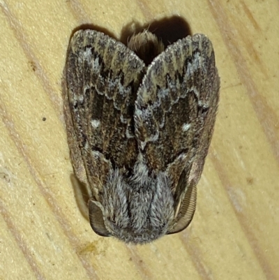 Pernattia pusilla (She-Oak Moth) at QPRC LGA - 23 Dec 2023 by SteveBorkowskis