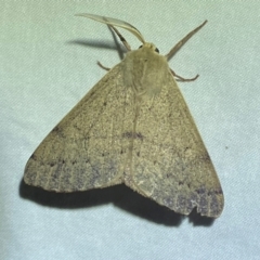 Arhodia lasiocamparia (Pink Arhodia (Oenochrominae)) at QPRC LGA - 23 Dec 2023 by SteveBorkowskis
