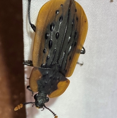 Ptomaphila lacrymosa (Carrion Beetle) at QPRC LGA - 22 Dec 2023 by SteveBorkowskis