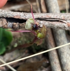 Chiloglottis sphaerula (Globular Wasp Orchid) at Gloucester Tops, NSW - 18 Dec 2023 by NedJohnston