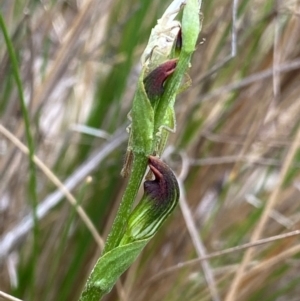 Pterostylis oresbia at Gloucester Tops, NSW - suppressed