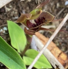 Chiloglottis pluricallata (Clustered Bird Orchid) at Gloucester Tops, NSW - 18 Dec 2023 by NedJohnston