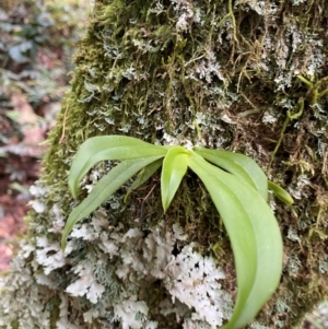 Sarcochilus sp. at Barrington Tops National Park - 18 Dec 2023