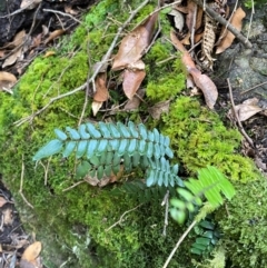 Pellaea nana (Dwarf Sickle Fern) at Gloucester Tops, NSW - 18 Dec 2023 by NedJohnston