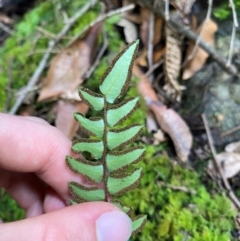 Pellaea nana at Barrington Tops National Park - 18 Dec 2023