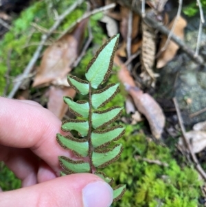 Pellaea nana at Barrington Tops National Park - 18 Dec 2023