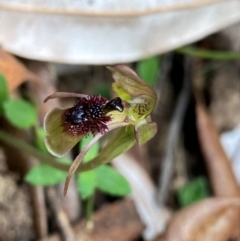 Chiloglottis sphaerula (Globular Wasp Orchid) at Gloucester Tops, NSW - 18 Dec 2023 by NedJohnston