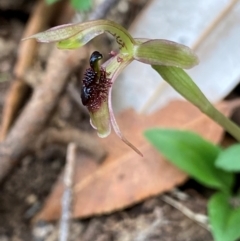 Chiloglottis sphaerula at Barrington Tops National Park - 18 Dec 2023