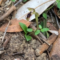 Chiloglottis sphaerula at Barrington Tops National Park - 18 Dec 2023