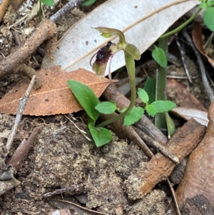 Chiloglottis sphaerula at Barrington Tops National Park - 18 Dec 2023