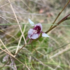 Diuris venosa (Veined Doubletail) at Moonan Brook, NSW - 18 Dec 2023 by NedJohnston