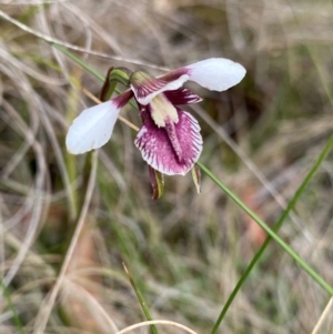 Diuris venosa at Barrington Tops National Park - suppressed