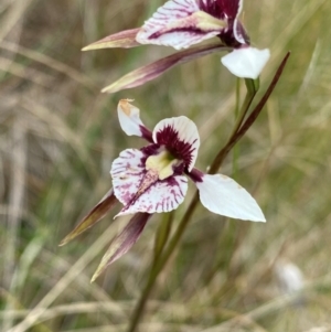 Diuris venosa at Barrington Tops National Park - 18 Dec 2023