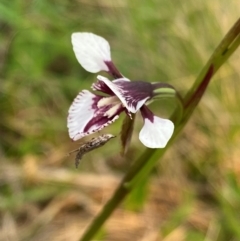 Diuris venosa (Veined Doubletail) at Moonan Brook, NSW - 18 Dec 2023 by NedJohnston