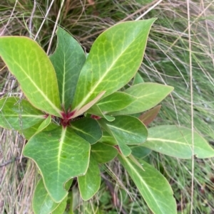 Tasmannia purpurascens at Barrington Tops National Park - 18 Dec 2023