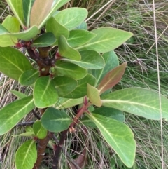 Tasmannia purpurascens at Barrington Tops National Park - 18 Dec 2023 05:41 PM