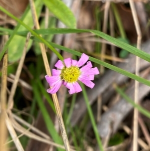 Brachyscome microcarpa at Barrington Tops National Park - 18 Dec 2023