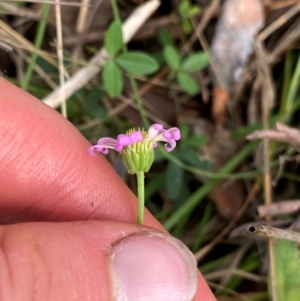 Brachyscome microcarpa at Barrington Tops National Park - 18 Dec 2023