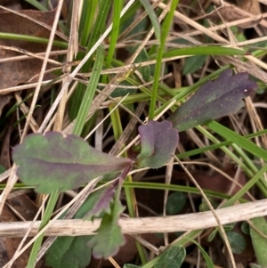 Brachyscome microcarpa at Barrington Tops National Park - 18 Dec 2023