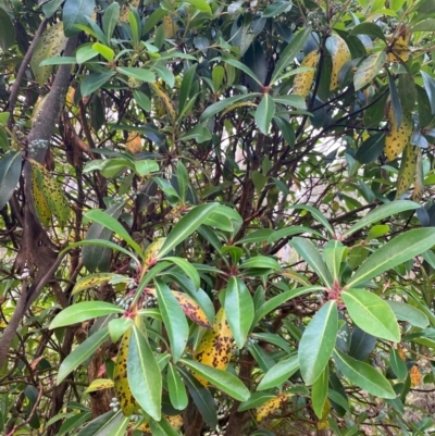 Tasmannia purpurascens (Broad-leaved Pepperbush) at Barrington Tops National Park - 18 Dec 2023 by NedJohnston