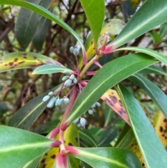 Tasmannia purpurascens at Barrington Tops National Park - 18 Dec 2023