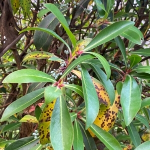 Tasmannia purpurascens at Barrington Tops National Park - 18 Dec 2023