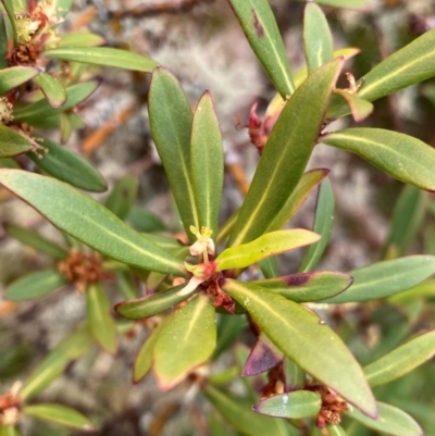 Tasmannia sp. at Barrington Tops National Park - 18 Dec 2023 by NedJohnston