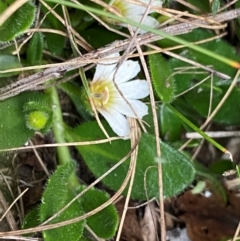 Scaevola hookeri (Creeping Fanflower) at Moonan Brook, NSW - 18 Dec 2023 by NedJohnston