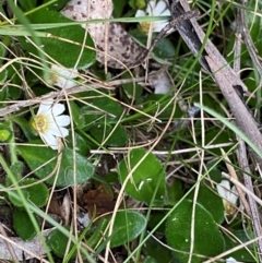 Scaevola hookeri at Barrington Tops National Park - 18 Dec 2023 06:18 PM