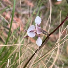 Diuris venosa (Veined Doubletail) at Barrington Tops National Park - 18 Dec 2023 by NedJohnston