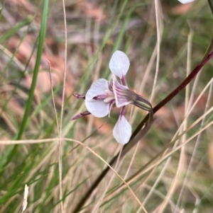 Diuris venosa at Barrington Tops National Park - 18 Dec 2023