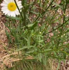 Leucanthemum vulgare (Ox-eye Daisy) at Moonan Brook, NSW - 18 Dec 2023 by NedJohnston