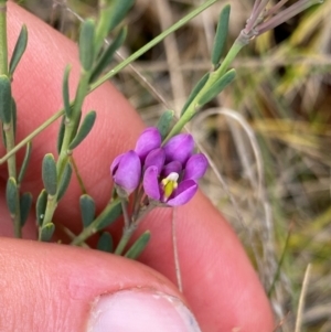 Comesperma retusum at Barrington Tops National Park - 18 Dec 2023