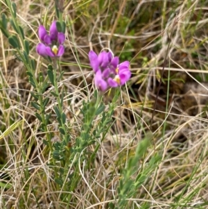 Comesperma retusum at Barrington Tops National Park - 18 Dec 2023