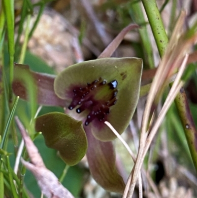 Chiloglottis bifaria (Barrington Tops Bird Orchid) at Moonan Brook, NSW - 18 Dec 2023 by NedJohnston