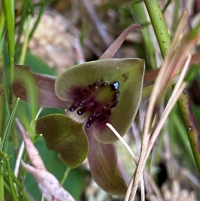 Chiloglottis bifaria (Barrington Tops Bird Orchid) by NedJohnston