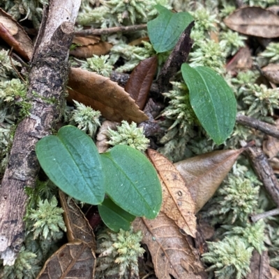 Adenochilus nortonii (Australian Gnome Orchid) at Barrington Tops National Park - 18 Dec 2023 by NedJohnston