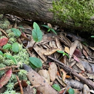 Adenochilus nortonii at suppressed - 19 Dec 2023