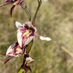 Diuris venosa (Veined Doubletail) at Barrington Tops, NSW - 18 Dec 2023 by NedJohnston