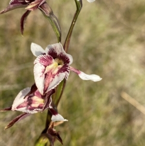 Diuris venosa at Barrington Tops National Park - suppressed