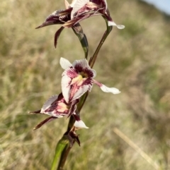 Diuris venosa at Barrington Tops National Park - 19 Dec 2023