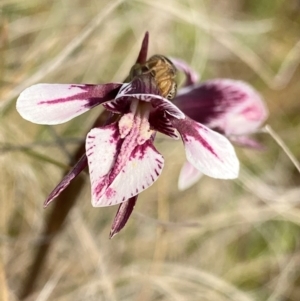 Diuris venosa at Barrington Tops, NSW - 19 Dec 2023