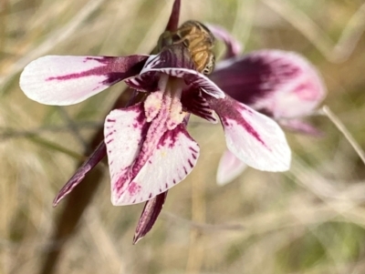 Diuris venosa (Veined Doubletail) at Barrington Tops, NSW - 19 Dec 2023 by NedJohnston