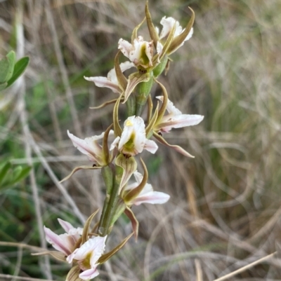 Prasophyllum basalticum (Snowy Leek Orchid) at Barrington Tops National Park - 18 Dec 2023 by NedJohnston
